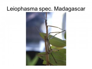 Leiophasma sp. Madagascar